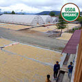 Indonesian Sumatra Organic