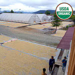 Indonesian Sumatra Organic