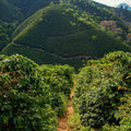 Colombian - Decaffeinated