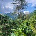 Rogue River Blend