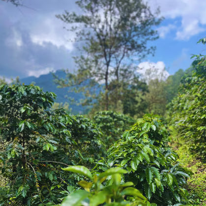 Rogue River Blend