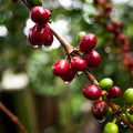 Uganda Roast Coffee