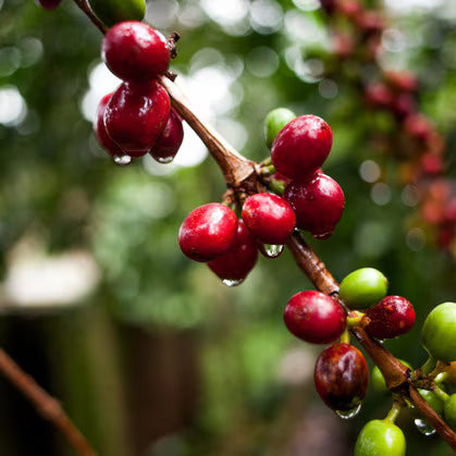 Uganda Roast Coffee